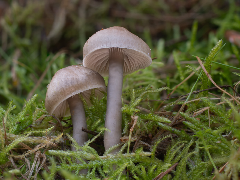 Hygrocybe irrigata